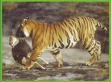 Bengal tiger(Maneater), Fear world Wiki