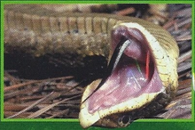 Hognose Snake Back Image