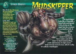 Mudskipper front