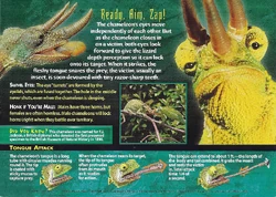 Jackson's Chameleon back