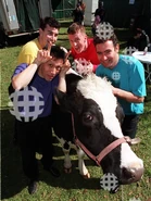 Dark grape, yellow, red, light blue