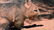 A wombat yawning