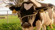 Daisy the Cow (notice that the footage was stretched from 4:3 to 16:9)