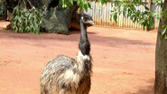 Eric the Emu