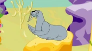 Walrus humming