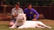 Jeff'sAnimalAdventures WhiteBengalTiger2