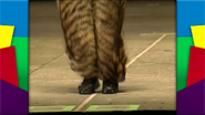 The tiger's feet