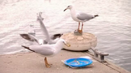 The seagulls