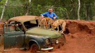 Anthony and the dingoes