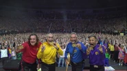The OG Wiggles Tour with Golden Belt Buckles for upgrade