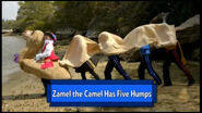 Zamel the Camel Has Five Humps