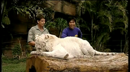 Danny and Mohan the tiger