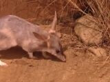 The Long Tail Bilby