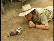 Learn More About the Animals: Kookaburra