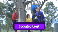 Cockatoo Crest