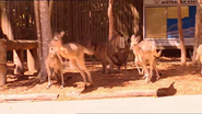 Jeff'sAnimalAdventures Kangaroos3