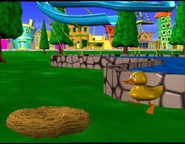 Waddling to the nest to lay an egg