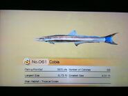 Cobia Fishing Book