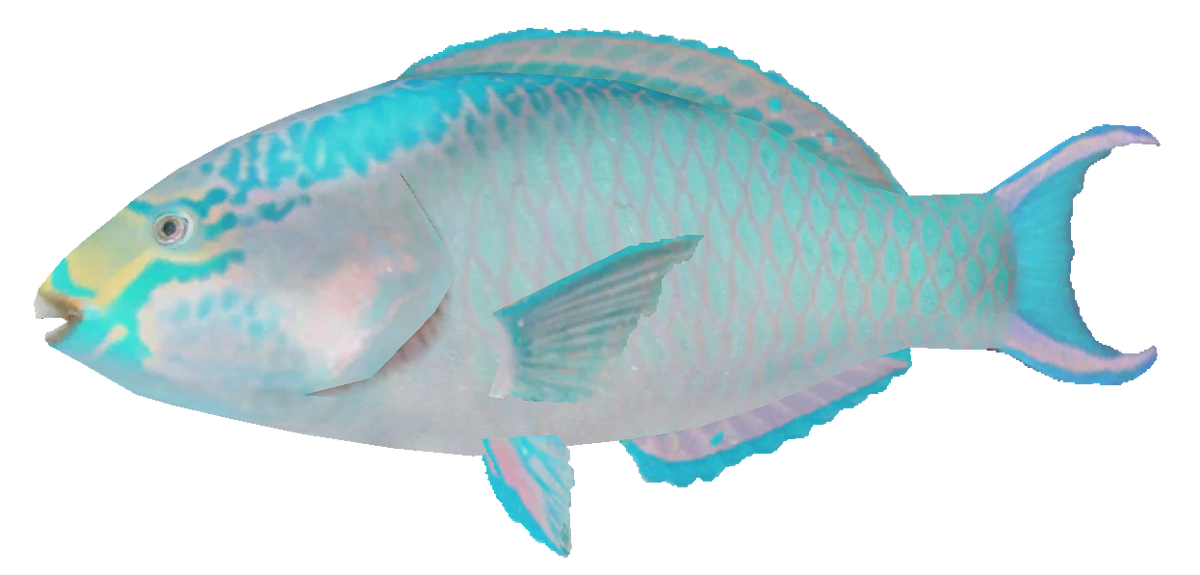 PARROT FISH