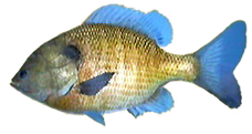 Bluegill, Wii Fishing Resort Wiki