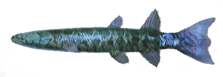 Hyneria, Wii Fishing Resort Wiki