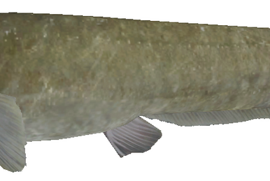 Catfish, Wii Fishing Resort Wiki