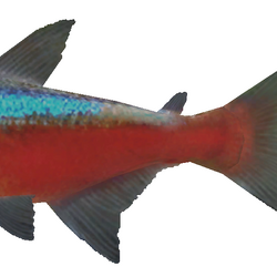 Cardinal tetra petsmart sale