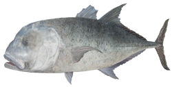 Dunkleosteus, Wii Fishing Resort Wiki