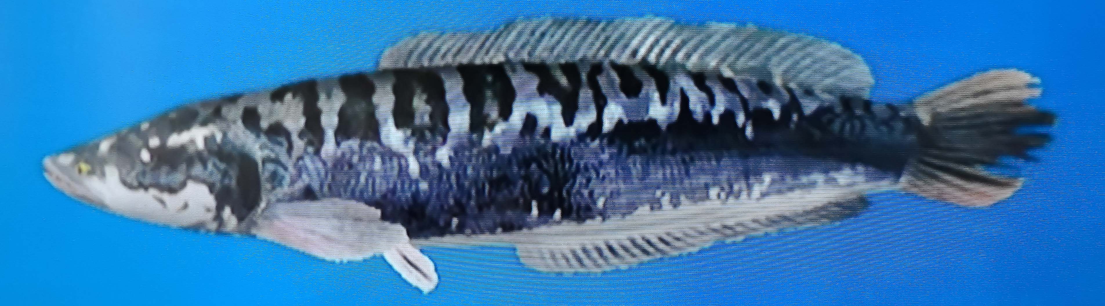 Giant Snakehead, Wii Fishing Resort Wiki
