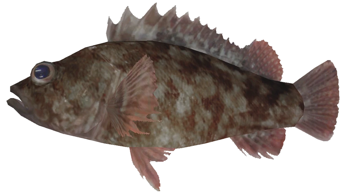 Marbled Rockfish Wii Fishing Resort Wiki Fandom