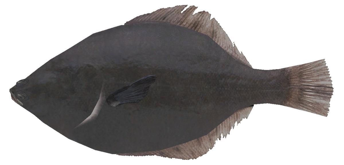 Halibut | Wii Fishing Resort Wiki | Fandom