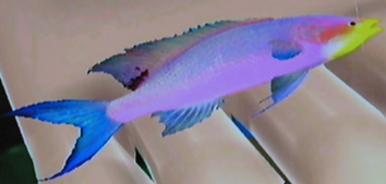 Purple Queen, Wii Fishing Resort Wiki