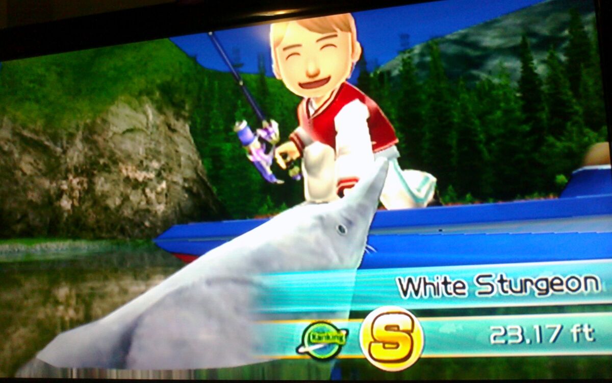 White Sturgeon, Wii Fishing Resort Wiki