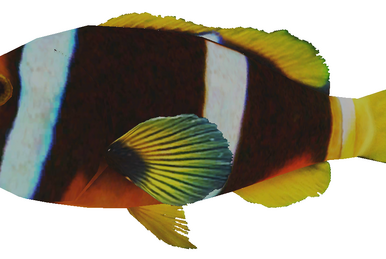 Parrotfish, Wii Fishing Resort Wiki