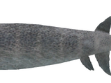 Xiphactinus