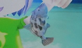 Thamnaconus modestus Wii Fishing Resort Wiki Fandom