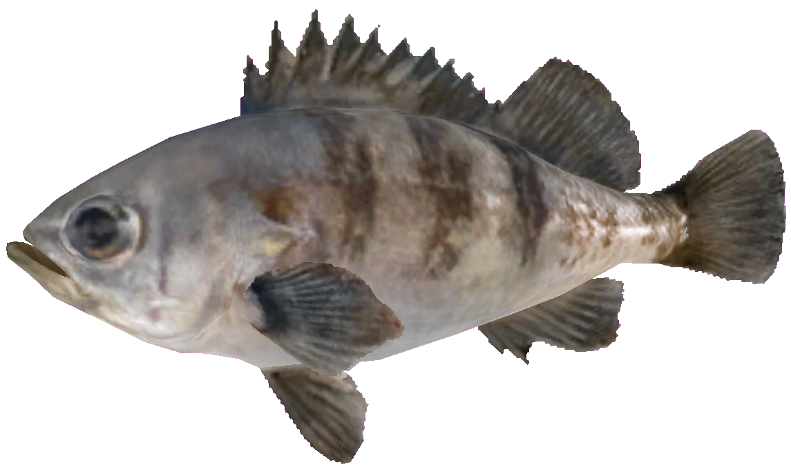 Black Rockfish | Wii Fishing Resort Wiki | Fandom