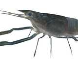 Freshwater Prawn