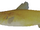 Yellow Bullhead