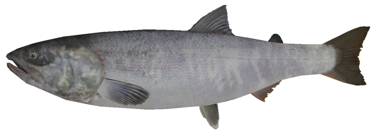 Chum Salmon, Wii Fishing Resort Wiki