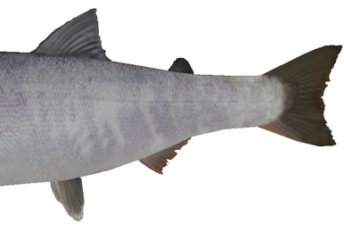 Mackerel Icefish, Wii Fishing Resort Wiki