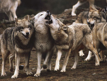 Wikia Wiki Des Tribus De Loup Fandom Wikia Wiki Des Tribus De Loup Fandom