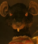 Rata en Fantástico Sr. Fox