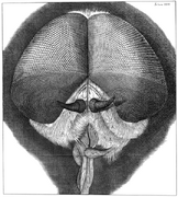 Hooke's drawing of a grey dronefly.