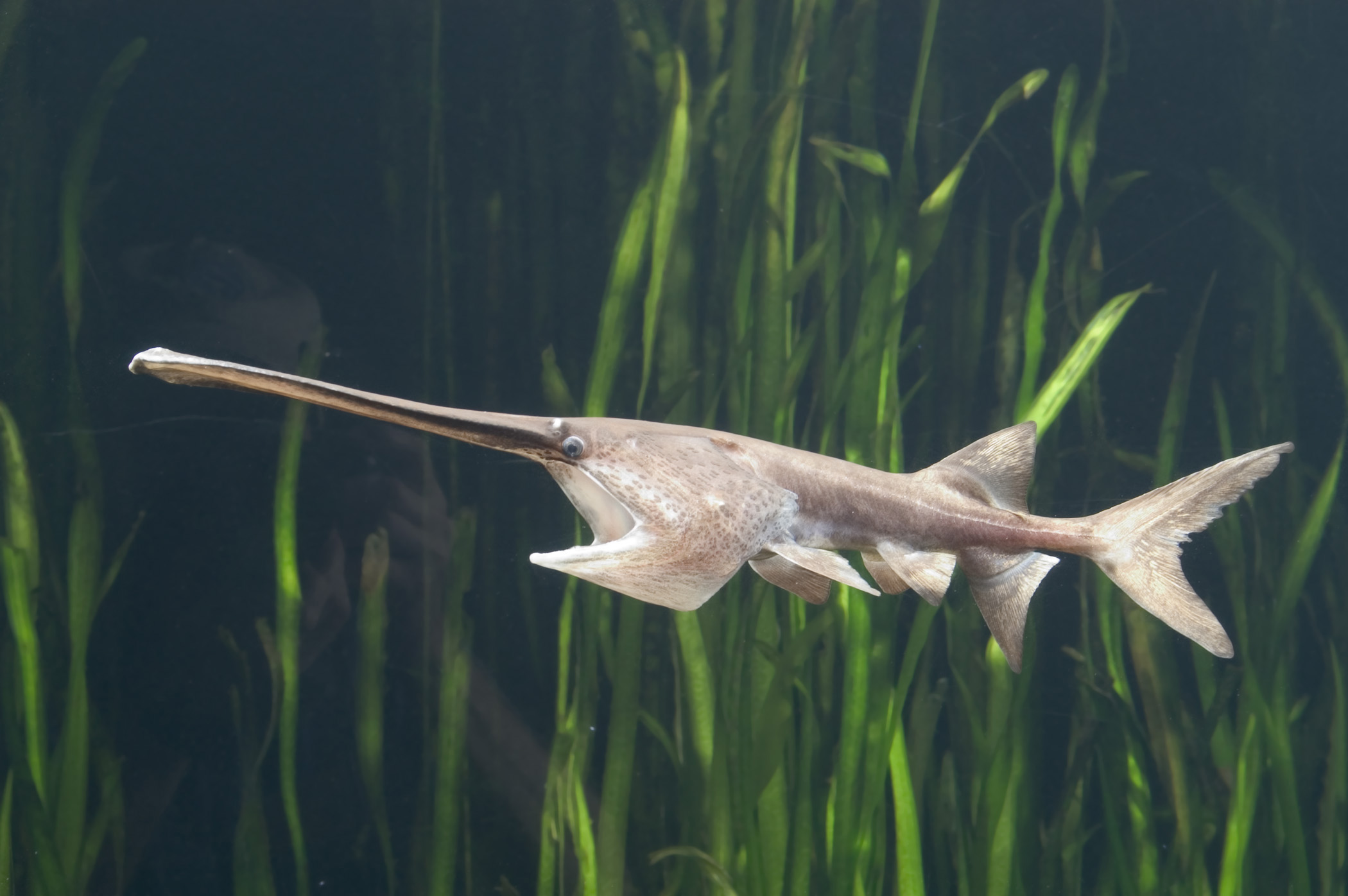 Download American Paddlefish Wiki On Wiki Fandom