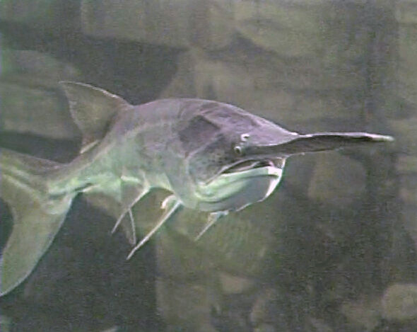 Download American Paddlefish Wiki On Wiki Fandom