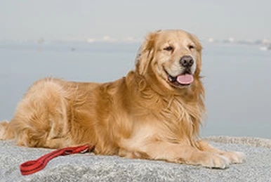 son hipoalergénicos perro pastor tatra