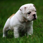 BULLDOG