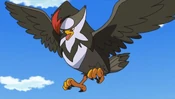 Ash Staraptor