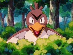 Je029 A Farfetch D Tale Azurilland Wiki